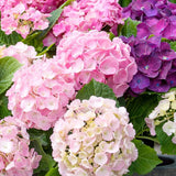 Hortensia de Gradina Tricolor Three Sisters, cu flori roz, albastru si alb