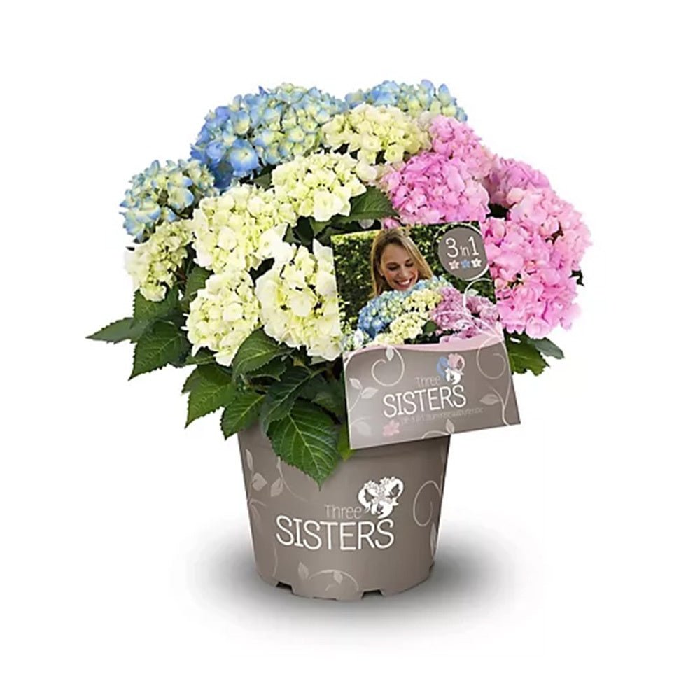 Hortensia de Gradina Tricolor Three Sisters, cu flori roz, albastru si alb - VERDENA-45 cm inaltime, livrat in ghiveci de 7 l