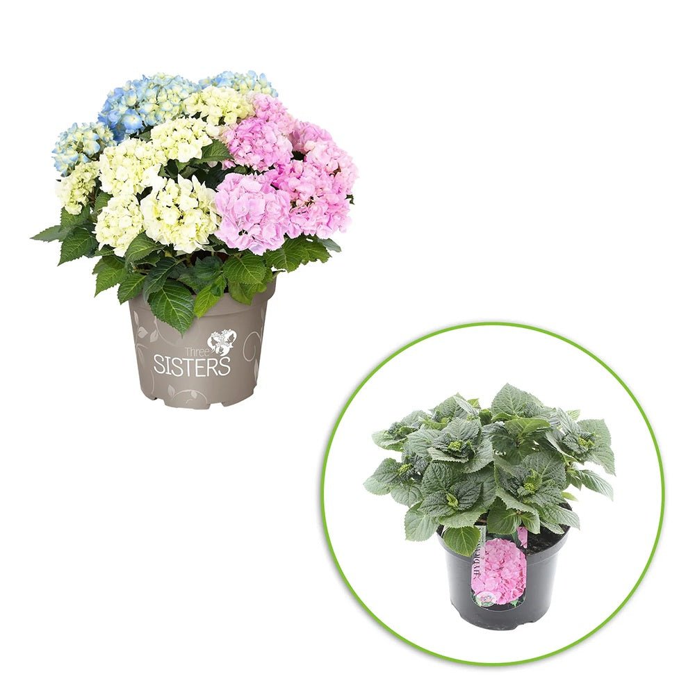 Hortensia de Gradina Tricolor Three Sisters, cu flori roz, albastru si alb