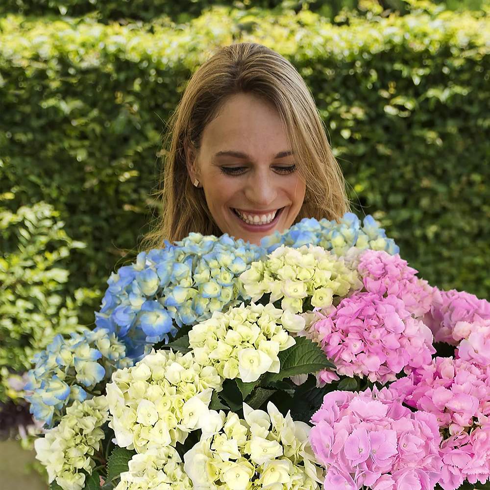 Hortensia de Gradina Tricolor Three Sisters, cu flori roz, albastru si alb