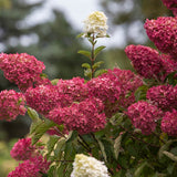 Hortensia de gradina Wim's Red, cu flori rosii-burgundiu