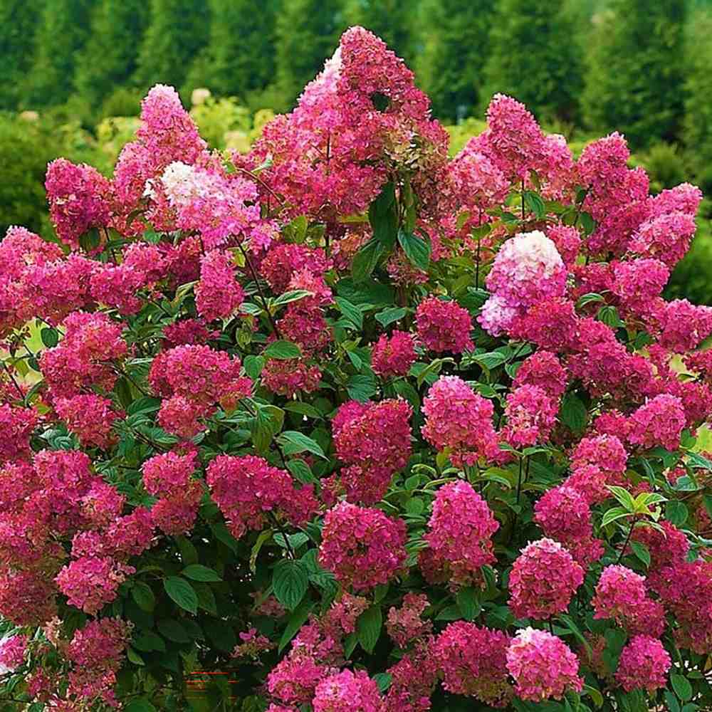 Hortensia de gradina Wim's Red, cu flori rosii-burgundiu