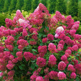 Hortensia de gradina Wim's Red, cu flori rosii-burgundiu