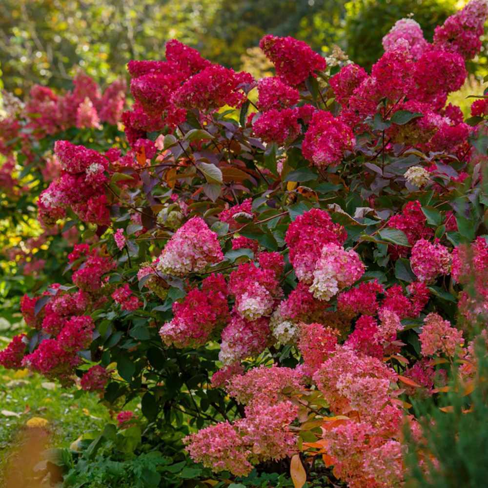 Hortensia de gradina Wim's Red, cu flori rosii-burgundiu