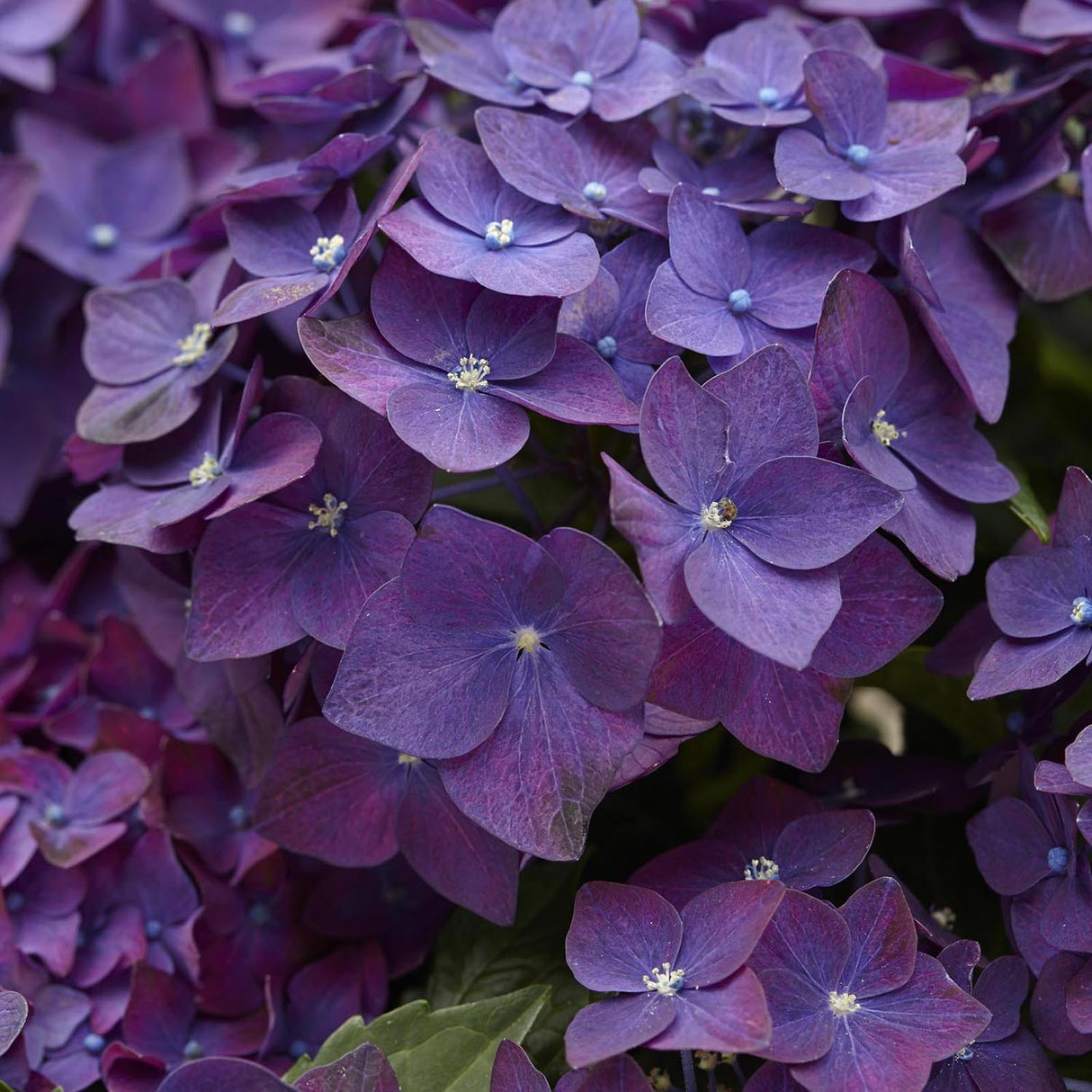 Hortensia de gradina Deep Purple Dance, cu flori mov