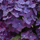 Hortensia de gradina Deep Purple Dance, cu flori mov