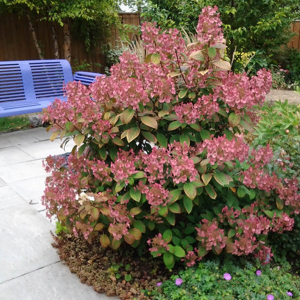 Hortensia de gradina Early Sensation, cu flori roz-burgundiu