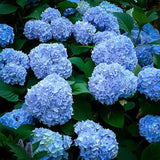 Hortensia Endless Summer, cu flori albastre