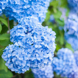 Hortensia Endless Summer, cu flori albastre