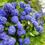 Hortensia Endless Summer, cu flori albastre