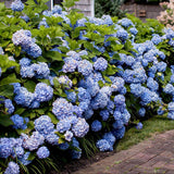 Hortensia Endless Summer, cu flori albastre