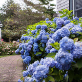 Hortensia Endless Summer, cu flori albastre