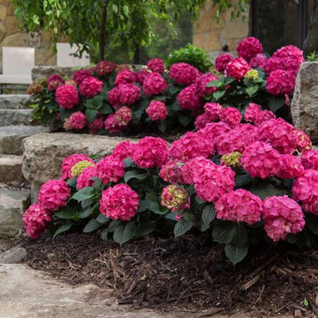 Hortensia Endless Summer Roz Rosie