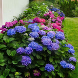 Hortensia Forever & Ever