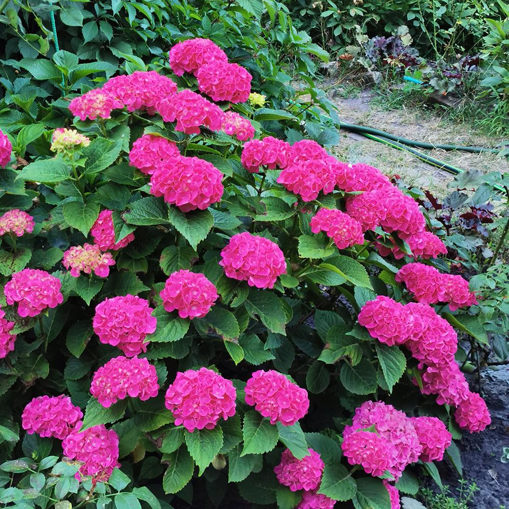 Hortensia Forever & Ever Purple