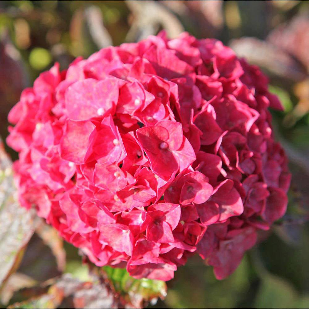 Hortensia de gradina Glowing Alps, cu flori rosii