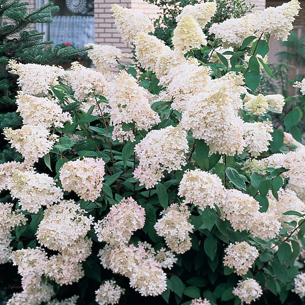 Hortensie de Gradina Tip Copac Grandiflora, cu flori albe