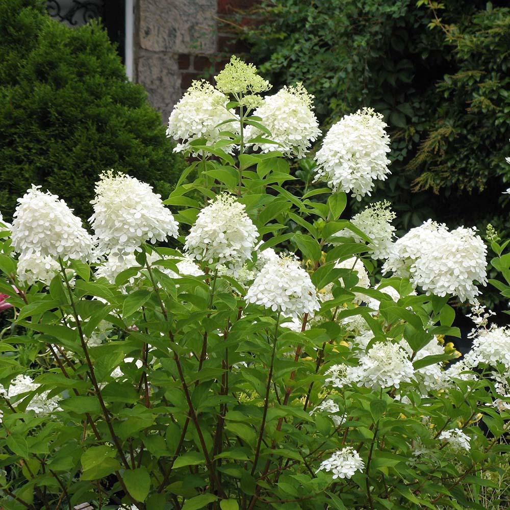 Hortensie de Gradina Tip Copac Grandiflora, cu flori albe