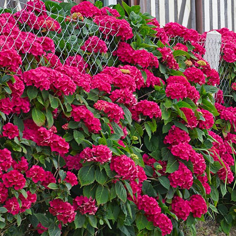 Hortensia de gradina Hot Red, cu flori rosii
