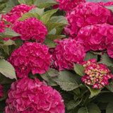 Hortensia de gradina Hot Red, cu flori rosii