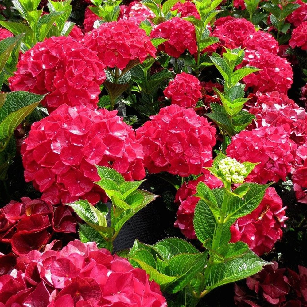 Hortensia de gradina Hot Red, cu flori rosii