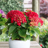 Hortensia de gradina Hot Red, cu flori rosii