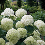 Hortensia de gradina Incrediball, cu flori albe