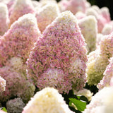 Hortensie de Gradina Tip Copac Living Pinky Promise, cu flori roz-pastel