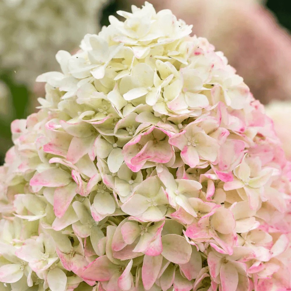Hortensie de Gradina Tip Copac Living Pinky Promise, cu flori roz-pastel