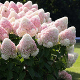 Hortensie de Gradina Tip Copac Living Pinky Promise, cu flori roz-pastel