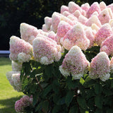 Hortensie de Gradina Tip Copac Living Pinky Promise, cu flori roz-pastel
