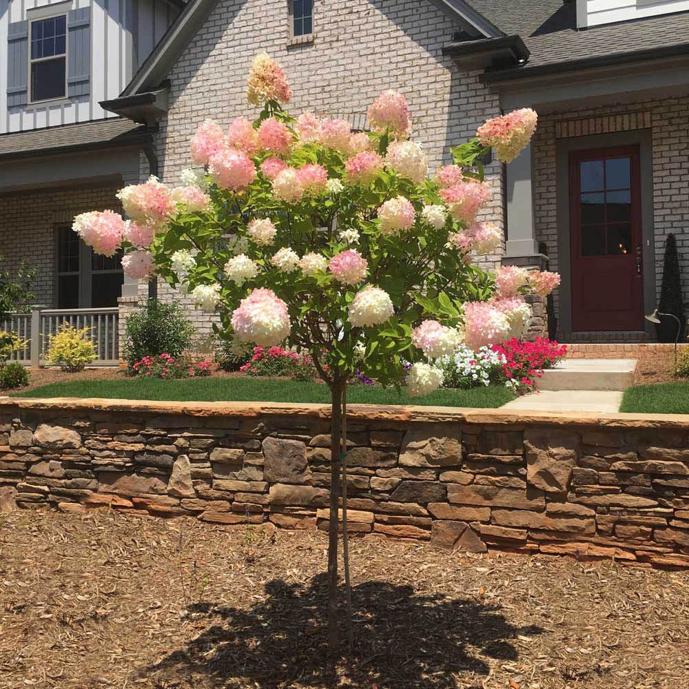 Hortensie de Gradina Tip Copac Living Pinky Promise, cu flori roz-pastel