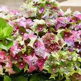 Hortensia de gradina Mata Hari, cu flori roz
