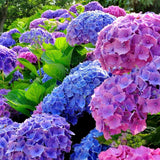 Hortensia de gradina Ningbo, cu flori albastre-mov