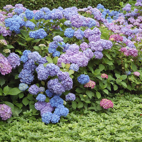 Hortensia de gradina Ningbo, cu flori albastre-mov
