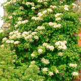 Hortensia Cataratoare alba (Petiolaris)