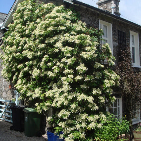 Hortensia Cataratoare alba (Petiolaris)