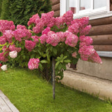 Hortensie de gradina Tip Copac rosu King's Red, cu flori rosii