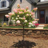Hortensie Tip Copac Living Summer Love Now, cu flori roz-crem
