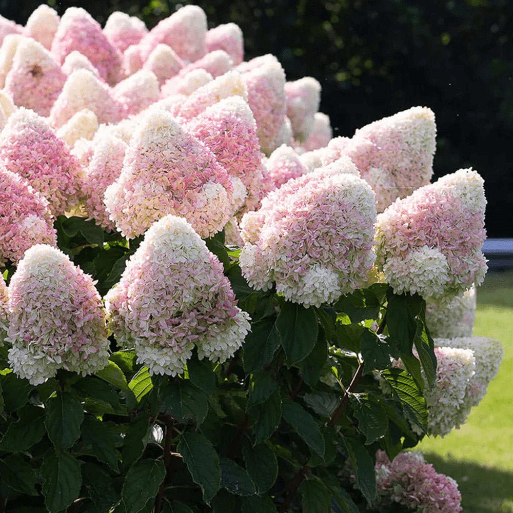 Hortensie Tip Copac Living Summer Love Now, cu flori roz-crem