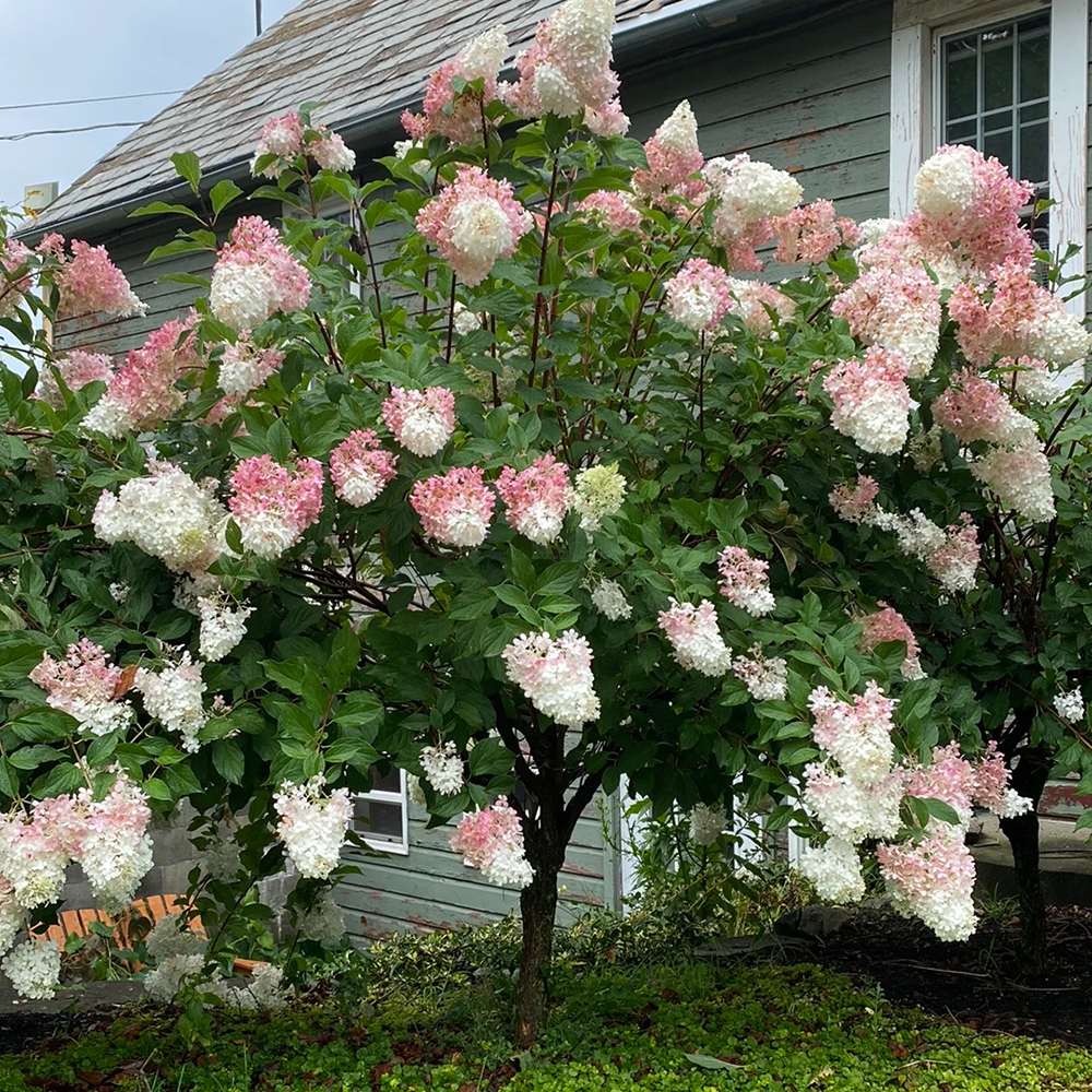 Hortensie Tip Copac Living Summer Love Now, cu flori roz-crem