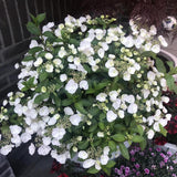 Hortensia de gradina Runaway Bride, cu flori albe de-a lungul intregului lastar