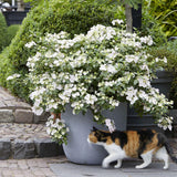 Hortensia de gradina Runaway Bride, cu flori albe de-a lungul intregului lastar