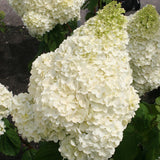 Hortensia de gradina Silver Dollar, cu flori albe