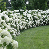 Hortensia de gradina Strong Annabelle, cu flori albe
