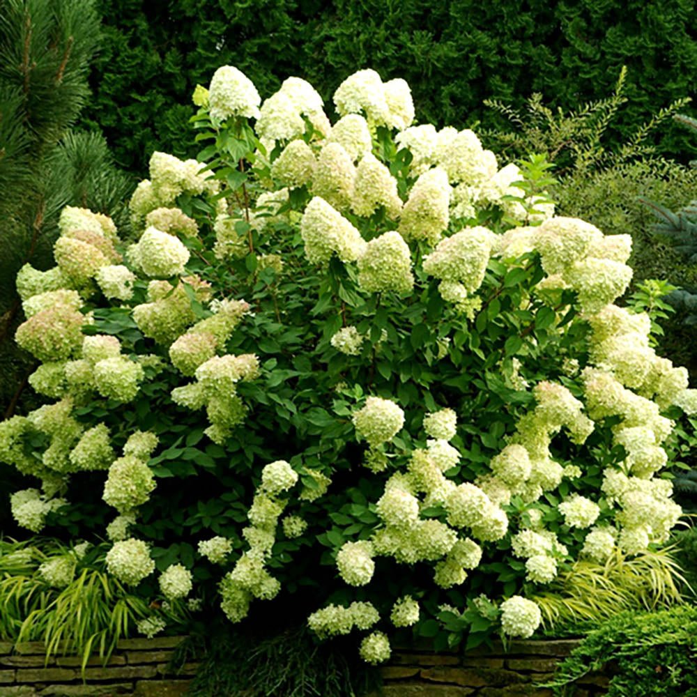 Hortensia de gradina Strong Annabelle, cu flori albe