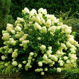 Hortensia de gradina Strong Annabelle, cu flori albe
