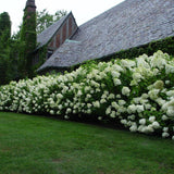 Hortensia de gradina Strong Annabelle, cu flori albe