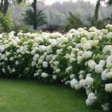 Hortensia de gradina Strong Annabelle, cu flori albe