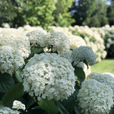 Hortensia de gradina Strong Annabelle, cu flori albe